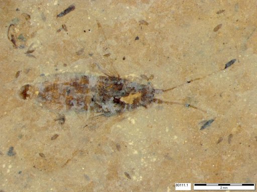Genus sp
