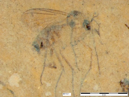 Mycetophilidae