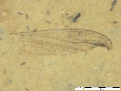 Diptera