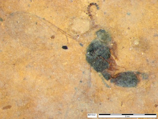 Diapriidae