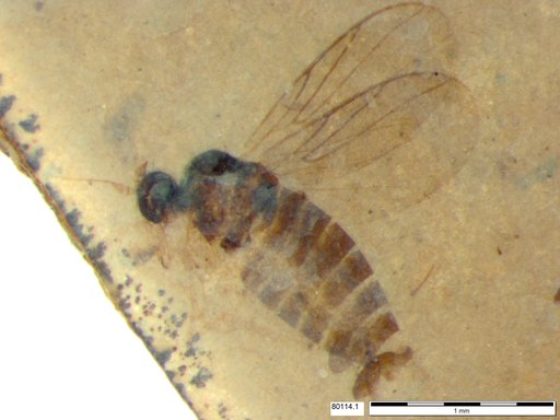 Diptera