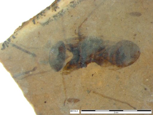 Genus sp