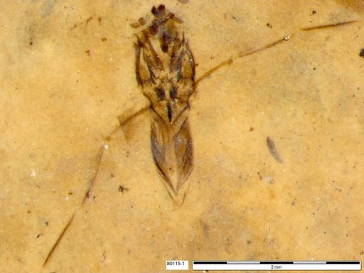 Notonectidae