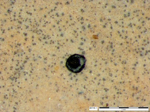 Tracheophyta