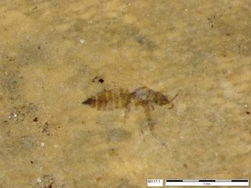Genus sp