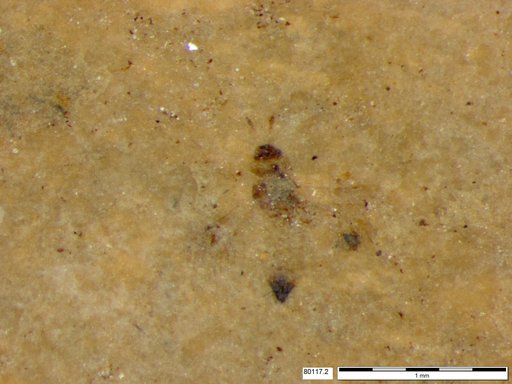 Genus sp