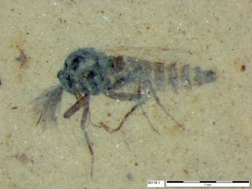 Diptera