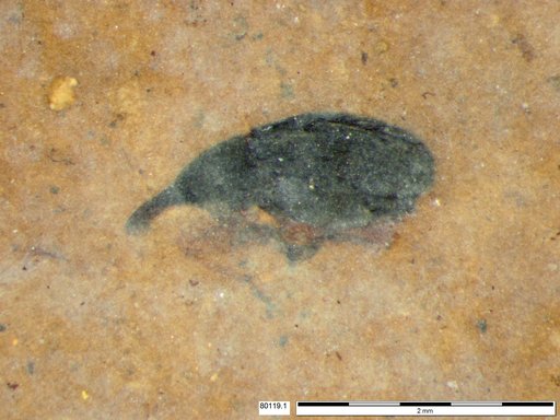 Genus sp