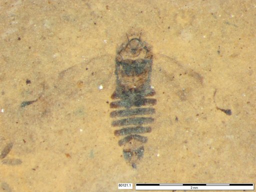 Genus sp