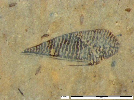 Corixidae