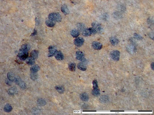 Tracheophyta