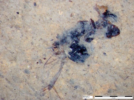 Genus sp