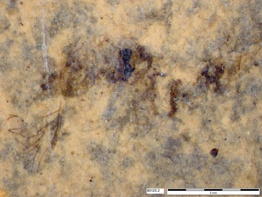 Genus sp