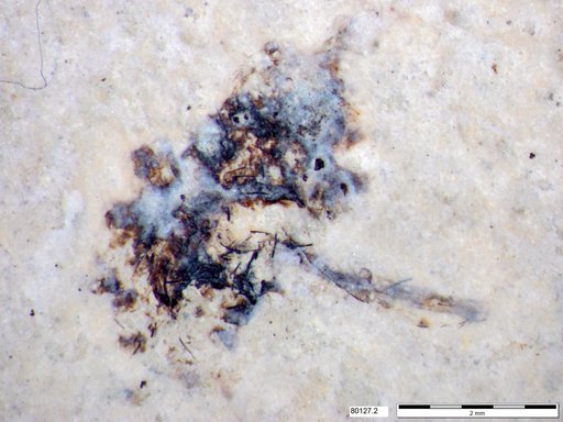 Genus sp