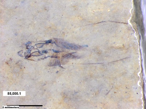Notonectidae
