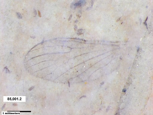 Genus sp