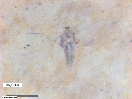 Notonectidae