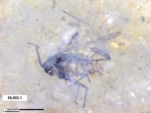 Aphididae