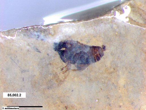 Diptera