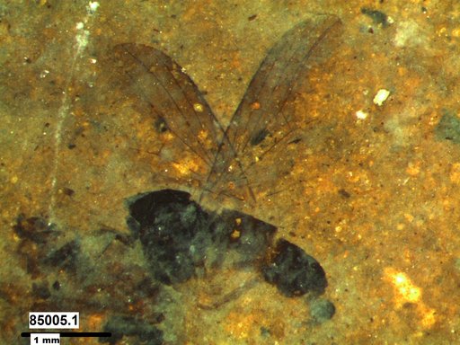 Genus sp.