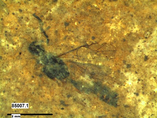 Ichneumonidae