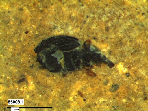 Genus sp