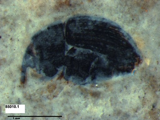 Genus sp