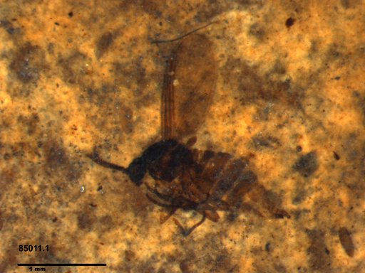 Genus sp