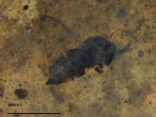 Genus sp