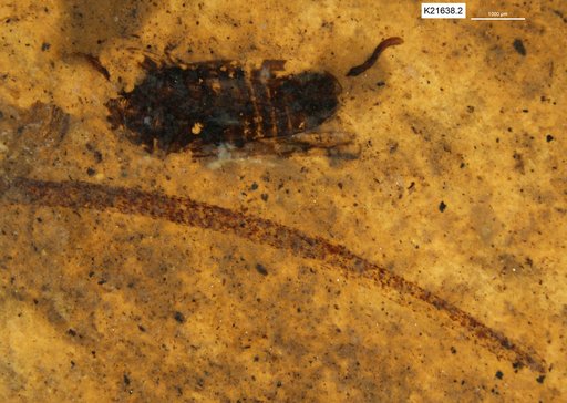 Genus sp