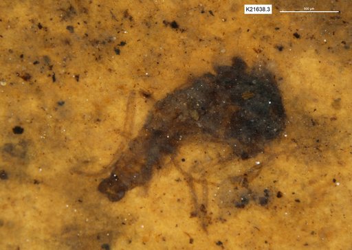 Genus sp