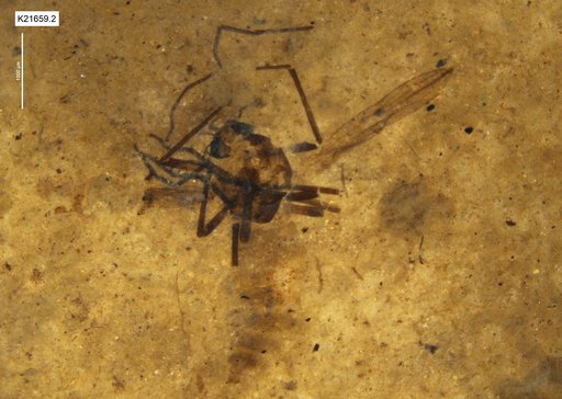 Chaoboridae