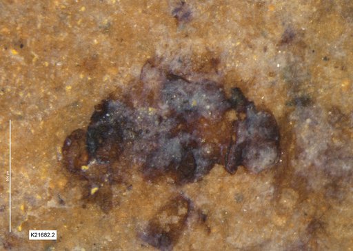Insecta