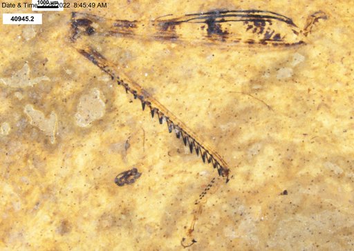 Genus sp