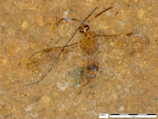 Genus sp