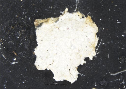 Iridia diaphana Heron-Allen & Earland, 1914