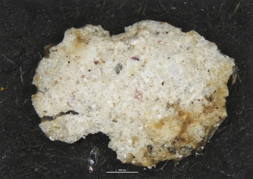 Iridia diaphana Heron-Allen & Earland, 1914