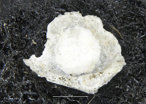 Iridia diaphana Heron-Allen & Earland, 1914