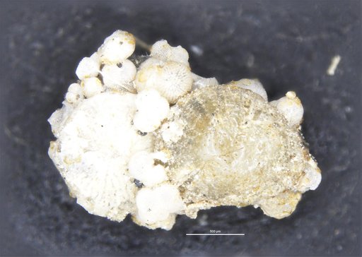 Iridia diaphana Heron-Allen & Earland, 1914