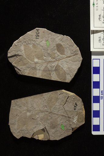 Xanthoxylon spireaefolium Lesquereux