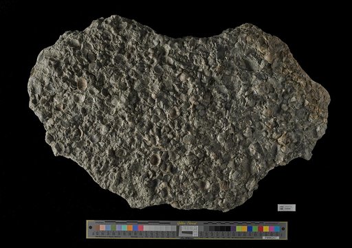 Brachiopoda