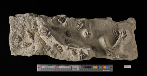 Crinoidea