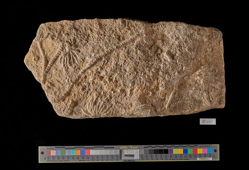 Crinoidea