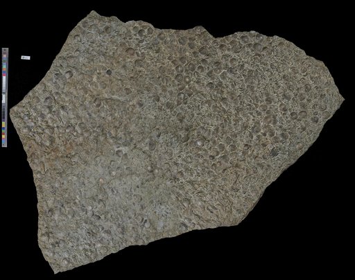 Brachiopoda