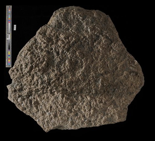 Crinoidea