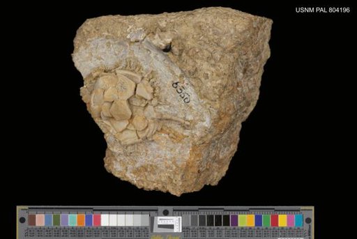 Platycystites levatus Bassler, 1943
