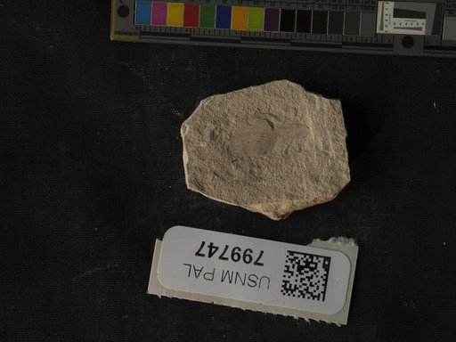 Unidentified