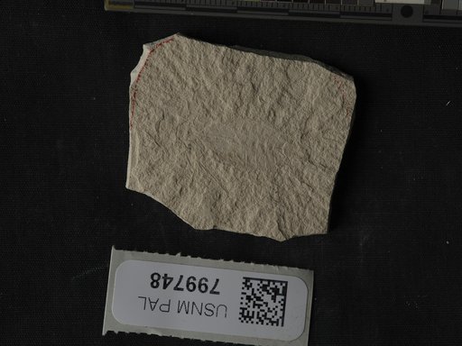 Unidentified