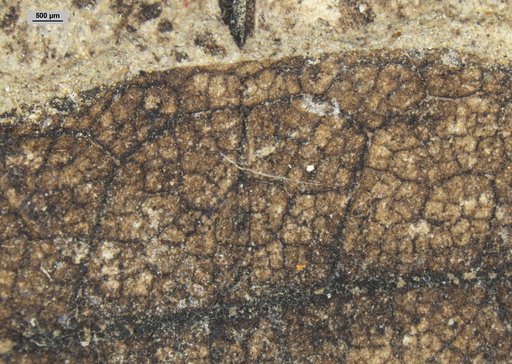 Plantae