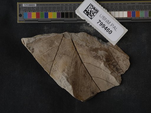 Plantae